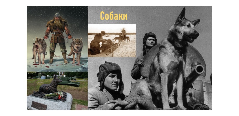 «Животные на страже родины»